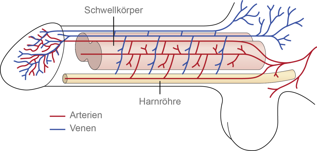 Grafik-Schwellkoerper